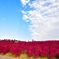 雲が来やがる。