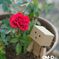 うちの薔薇
