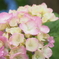 ちっちゃな紫陽花