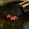 紅葉便り２