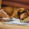 15歳の愛犬
