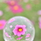 Last 秋桜