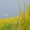 DSCF0155