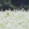 ９月の雨
