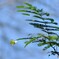 IMG_1133-001
