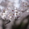 龍安寺駅の桜