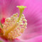 花の鼻