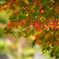 紅葉便り４