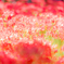MILKY　Amaryllis!