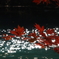 水面と紅葉