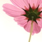 秋桜　