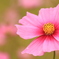 秋桜
