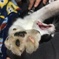 【猫】ばんざーい寝