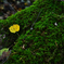 GREEN×YELLOW