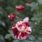 横浜イングリッシュガーデンの花（その1）