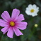 横浜イングリッシュガーデンの花（その2）