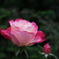 横浜イングリッシュガーデンの花（その3）