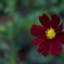 横浜イングリッシュガーデンの花（その4）