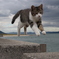 飛猫