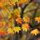 ふらり散歩　身近な紅葉