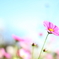花揺れる