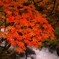 2016.10.29.nagano2