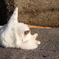 ヨガにゃんこ
