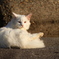 海辺の猫