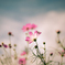 Cosmos Garden