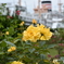 横浜薔薇色
