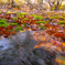 Moss and dead leaf