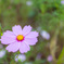 秋桜