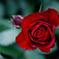 rosa rossa
