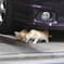 neko802nnss