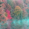 霧煙る紅葉・・・