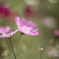 秋桜6