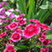 なでしこの花