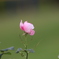 薔薇