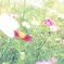 コスモス