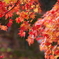 2016年10月26日の紅葉。