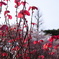 桜を分けて