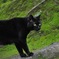 BLACK CAT
