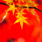 もみじ山の紅葉 VII