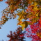 紅葉2