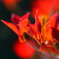 ドウダンツツジの紅葉