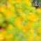 Yellow World part2