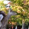 奈良公園の鹿