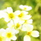 明治村の花2
