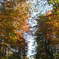 Englischer Garten im Herbst①