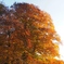 Englischer Garten im Herbst②